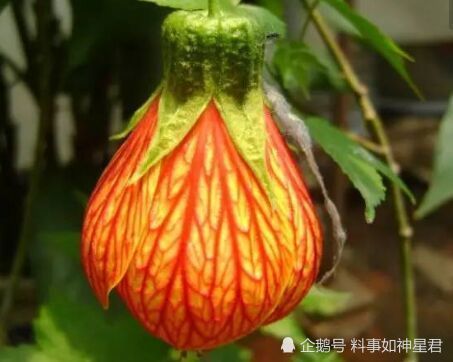 吉气本来家乡簧，万马奔腾艳阳天打一准确生肖的警惕虚假宣传-全面释义、全面解答解释落实