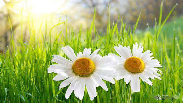 十载寒窗见恒心三九残花立马前是什么生肖请全面2释义、解释与落实、科学解答解释落实