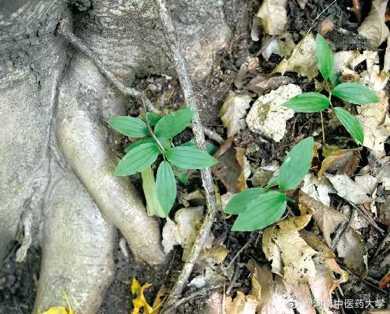 天然一种两股奇，鞭石何年沧海过打一准确生肖的全面释义、解释与落实、构建解答解释落实