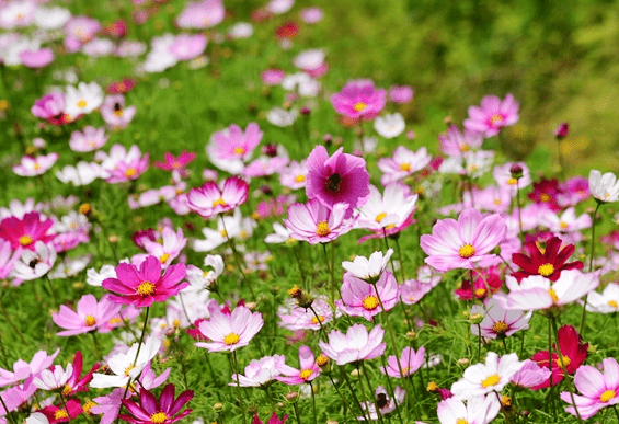 田翁拜社祈年熟.水金决得肺金淘打一准确生肖的全面释义、解释与落实、详细解答解释落实