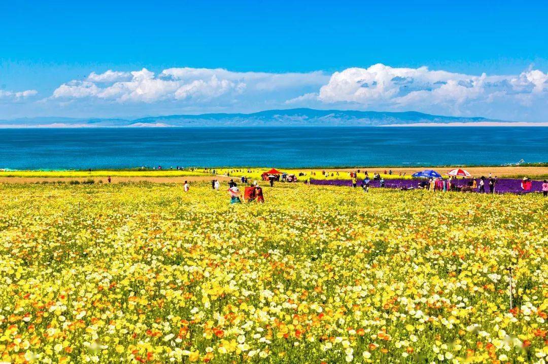 本期二六来出头，玄机道破点三二打一准确生肖详细解答、构建解答解释落实