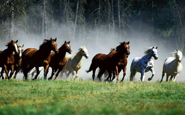 吉气本来家乡簧，万马奔腾艳阳天打一准确生肖、警惕虚假宣传-全面释义、构建解答解释落实