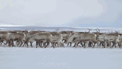 欲钱看雨打黄梅头打一准确生肖警惕虚假宣传、全面解答与解释、实证解答解释落实