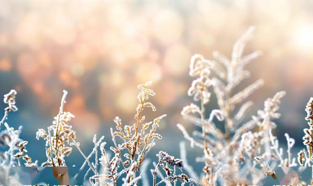 十载寒窗见恒心三九残花立马前是什么生肖请全面2释义、解释与落实、科学解答解释落实