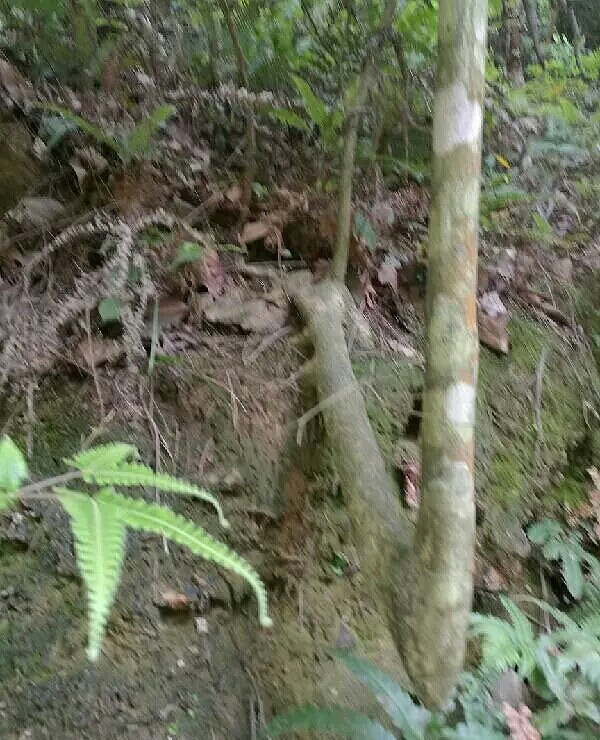 天然一种两股奇，鞭石何年沧海过打一准确生肖的全面释义、解释与落实、构建解答解释落实