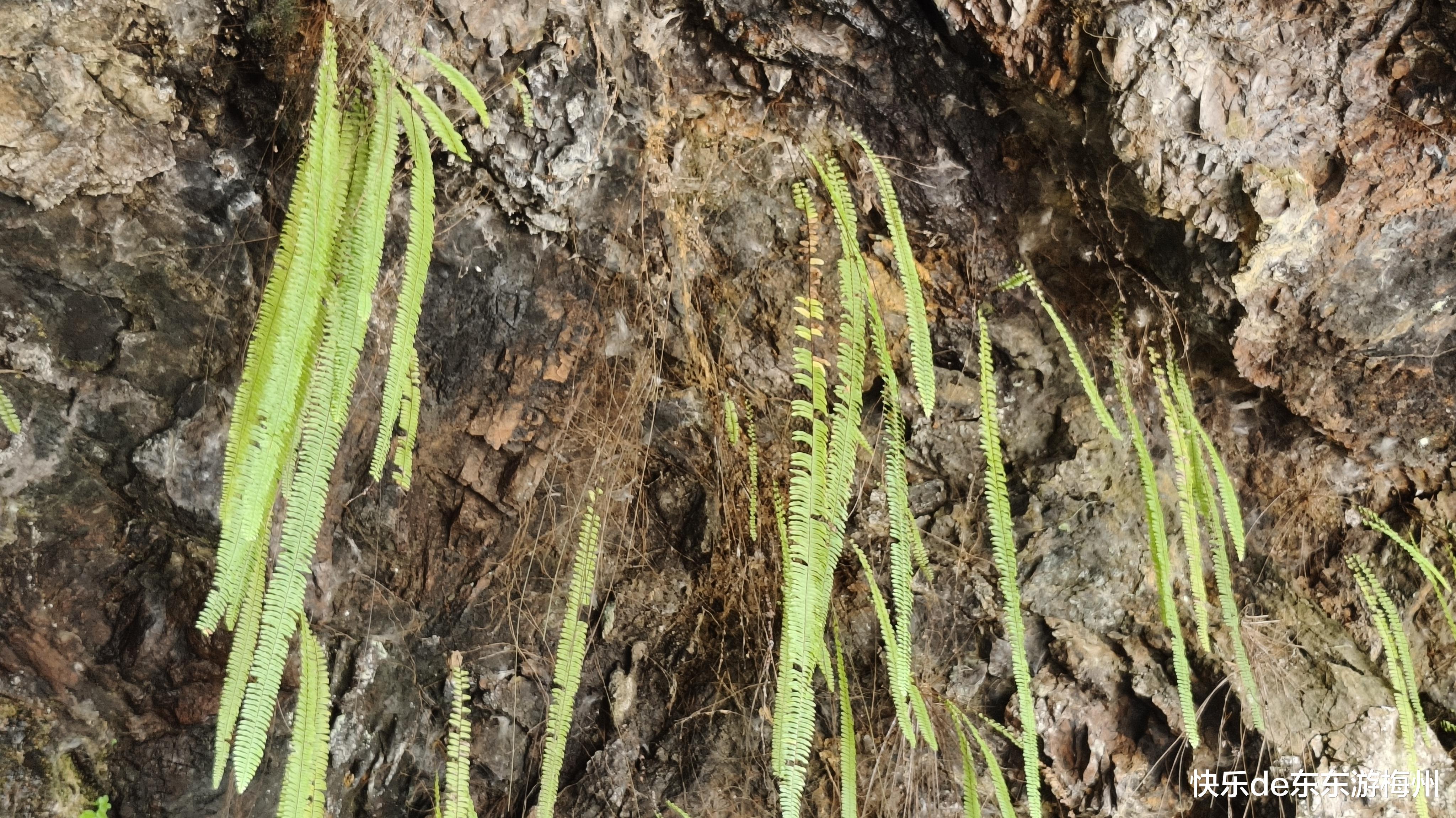 天然一种两股奇，鞭石何年沧海过打一准确生肖的全面释义、解释与落实、构建解答解释落实