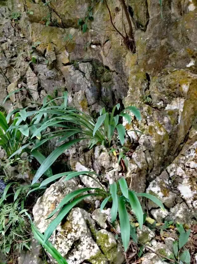 天然一种两股奇，鞭石何年沧海过打一准确生肖仔细释义、解释与落实、专家解答解释落实