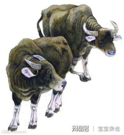 九牛一毛打一准确生肖请全面2释义、解释与落实、实证解答解释落实 九牛一毛打一准确生肖请全面2释义、解释与落实、实证解答解释落实