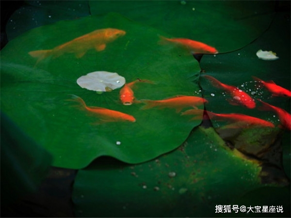 遮风挡雨打一最佳生肖，详细解答、定量解答解释落实