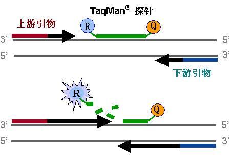 欲钱找敲敲打打的生肖猜一生肖动物全面释义、定量解答解释落实