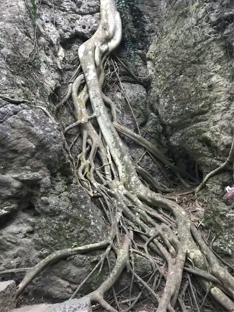 天然一种两股奇，鞭石何年沧海过打一准确生肖仔细释义、解释与落实、专家解答解释落实