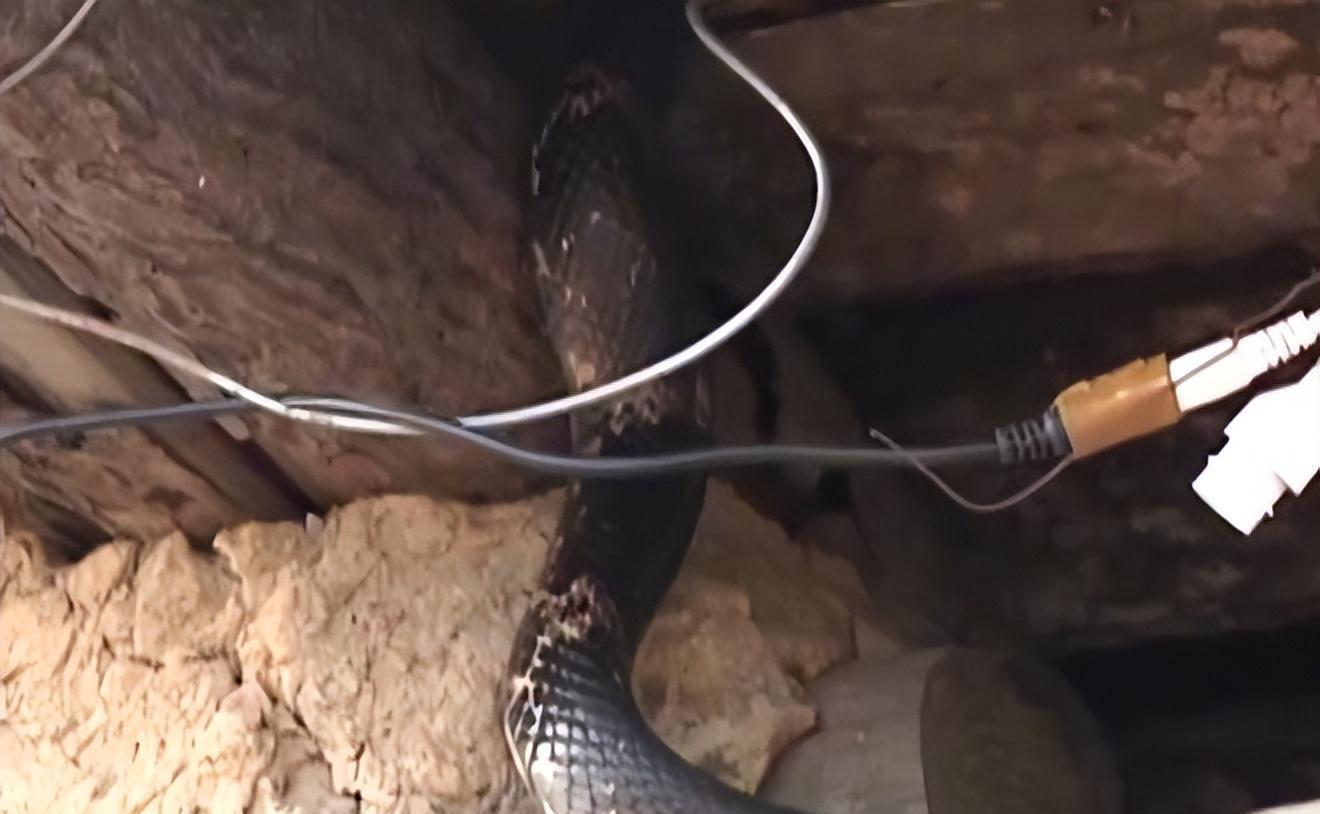 今期生肖一九开，狗打老鼠无功劳打一准确生肖,警惕虚假宣传-全面释义、解释与落实、精准解答解释落实