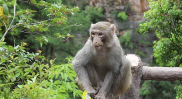 今期生肖必得开，不与小人同路行打一准确生肖,警惕虚假宣传,构建解答解释落实