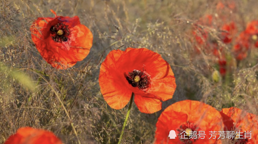 腊月冬季宰大猪，特定红绿满园春打一准确生肖,警惕虚假宣传,专家解答解释落实