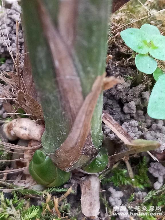 天然一种两股奇，鞭石何年沧海过打一准确生肖仔细释义、解释与落实、专家解答解释落实