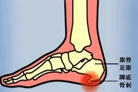 安定脚跟撑起脊打一准确生肖的警惕虚假宣传-前沿解答解释落实