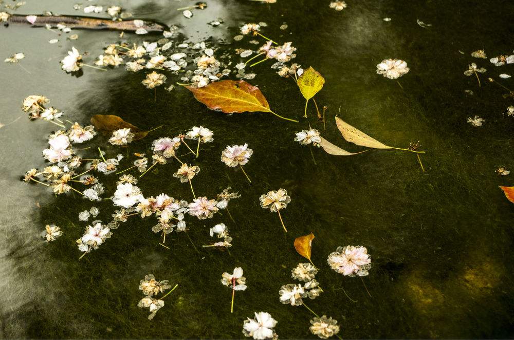 傷春悲秋，善感多愁倚坐欹眠日已中打一准确生肖的全面释义、解释与落实、定量解答解释落实