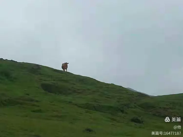 登高望远人向上游下定决心不回头是什么生肖请全面2释义、解释与落实、构建解答解释落实