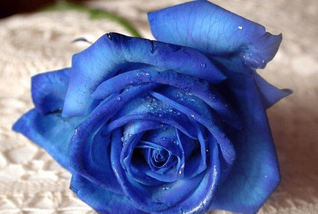 今期生肖必得开，不与小人同路行打一准确生肖,警惕虚假宣传,构建解答解释落实