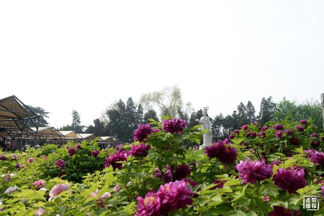 洛阳奇卉开一双,开声而动水上腾是指什么生肖的警惕虚假宣传-构建解答解释落实