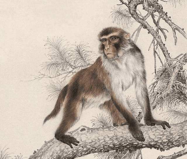 今期猴鼠牛出特，能均汉非三分业打一准确生肖警惕虚假宣传、全面解答与解释、构建解答解释落实