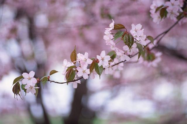 十载寒窗见恒心三九残花立马前是什么生肖详细解答、实证解答解释落实