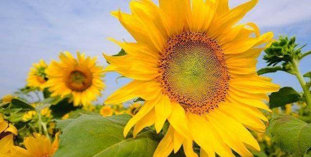 腊月冬季宰大猪，特定红绿满园春打一准确生肖,警惕虚假宣传,专家解答解释落实