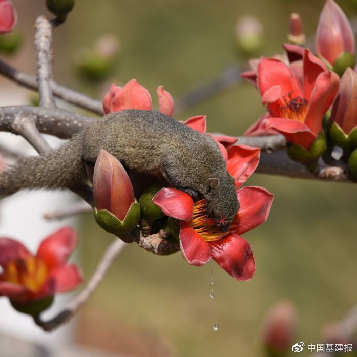 却有天间两阴会，春天里头开红花打一准确生肖的警惕虚假宣传-科学解答解释落实