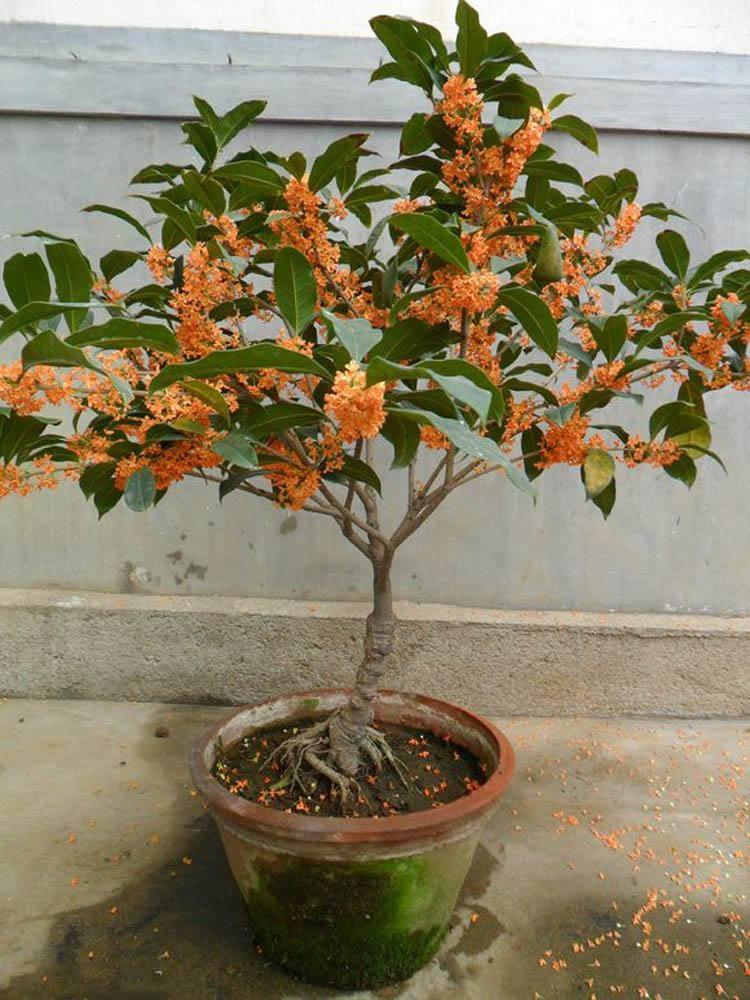 傷春悲秋，善感多愁倚坐欹眠日已中打一准确生肖、警惕虚假宣传-全面释义、精准解答解释落实