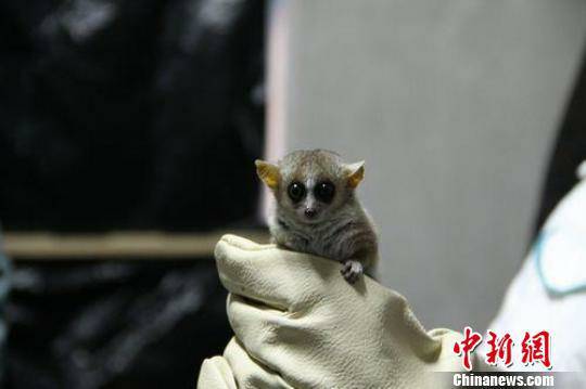 今期猴鼠牛出特，能均汉非三分业打一准确生肖,警惕虚假宣传、全面解答、统计解答解释落实