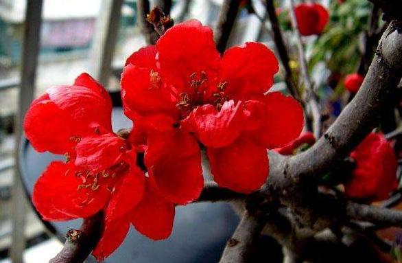 却有天间两阴会，春天里头开红花打一准确生肖的警惕虚假宣传-科学解答解释落实