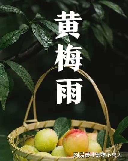 欲钱看雨打黄梅头打一准确生肖详细解答、解释与落实、科学解答解释落实