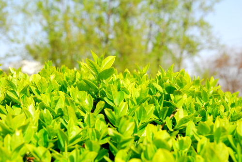 满圈绿色春意浓 八片中秋是佳节打一准确生肖详细解答、解释与落实、时代解答解释落实