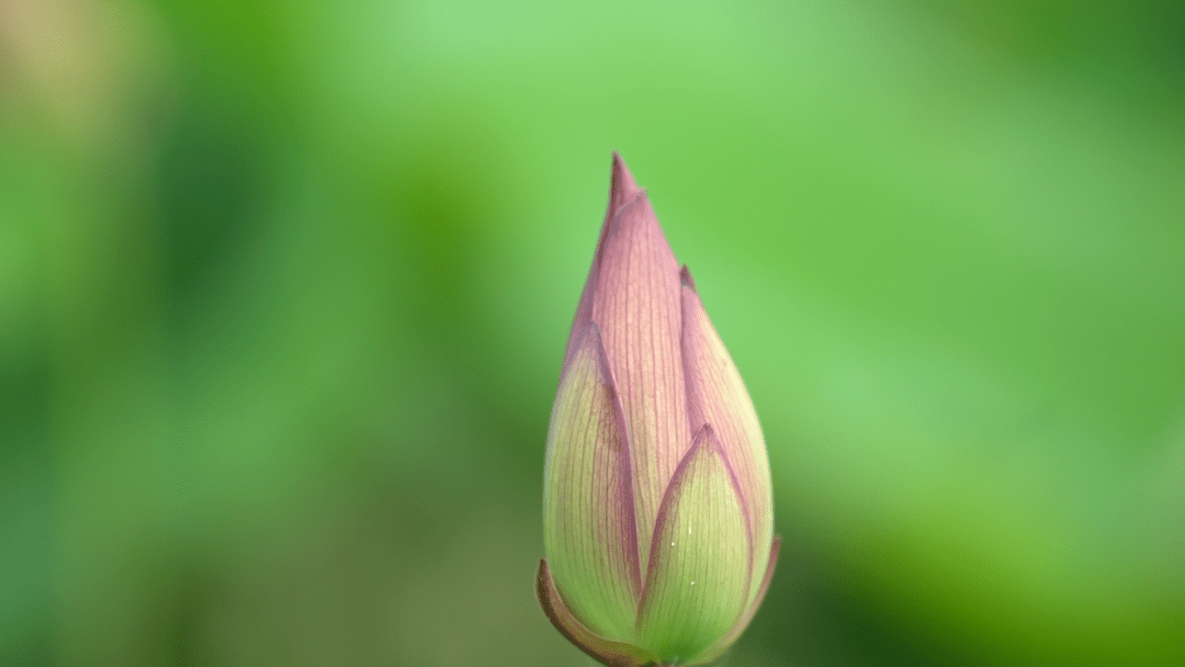 本期二六来出头，玄机道破点三二打一准确生肖详细解答、构建解答解释落实
