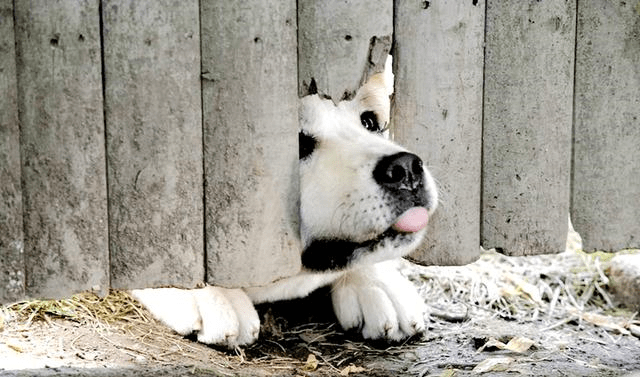 八公携手五云去，醉眠松石枕空杯打一准确生肖详细解答、解释与落实、实证解答解释落实